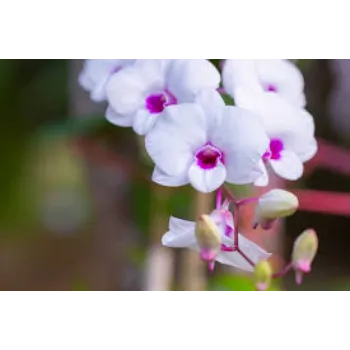 White Orchids 